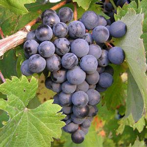 Wine Guide Rosso Refosco | dal and Grape Peduncolo